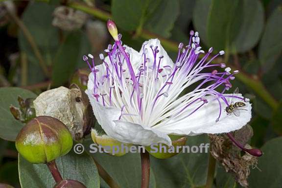 capparis spinosa 3 graphic